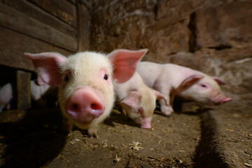 Wall Mural - Young dirt piglet are feeding on farms pig. Pigs portrait