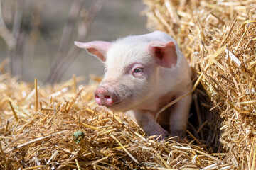 Piglet on hay and straw at pig breeding farm