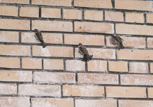 Tree Sparrows On Brick Wall Have A Mineral Feeding