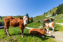 Germany, Bavaria, Bad Wiessee, Cows Relaxing In Summer Pasture