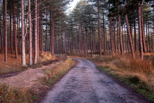 UK, Wales, Empty Dirt Road In Newborough Forest At Dusk
