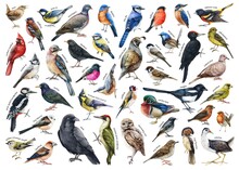 Various Forest Birds Watercolor Illustration Big Set. Hand Drawn Realistic Bird Collection With Names. Woodpecker, Robin, Owl, Magpie, Chickadee, Wren, Bluebird, Jay Elements. Forest Bird Big Set