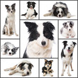 Collage of different border collie dogs isolated on white background