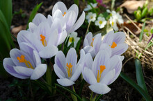 A Group Of Purple White Crocuses In The Grass