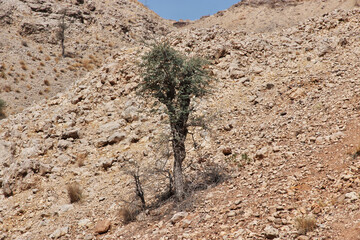 Poster - Ranikot Fort, Great Wall of Sindh, vinatge ruins in Pakistan