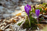 Sunlit purple crocus flowers, Crocus tommasinianus, Barr's purple, blooming in Spring, side view, green foliage background