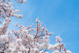 Fototapeta Nowy Jork - 満開の桜並木と青い空