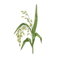 Wall Mural - Panicum miliaceum, cereal field crop. Proso millet with seeds and leaf. Panicgrass, grain plant. Vintage botanical drawing. Realistic hand-drawn vector illustration isolated on white background