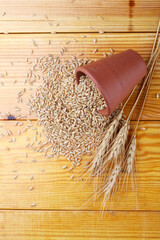 Wall Mural - Wheat Bunch of wheat ears, dried grains in terracotta bowl on white background. Cereals harvesting, bakery products  on wooden background