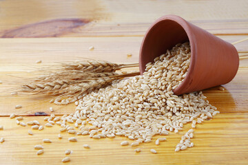 Wall Mural - Wheat Bunch of wheat ears, dried grains in terracotta bowl on white background. Cereals harvesting, bakery products  on wooden background