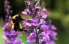 Bumble Bee Purple Flowers