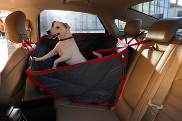 Wall Mural - Cute Jack Russel Terrier dog in bag carrier inside car. Pet accessory