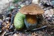 Oak mushroom with a brown cap and a yellow stalk in the woods on an autumn day