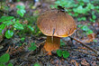 Oak mushroom with a brown cap and a yellow stalk in the woods on an autumn day