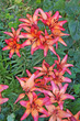 Lily bush with bright pink flowers and green leaves on a flowerbed on a summer day