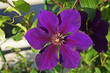 Clematis flower with large dark purple petals on a green background in summer day