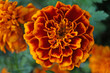 Marigold flower with delicate orange petals on a flowerbed with green leaves in the summer sunny day