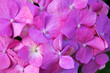 Hydrangea branch with large pink flowers and green leaves on a sunny summer day