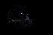 A Black Panther With A Black Background