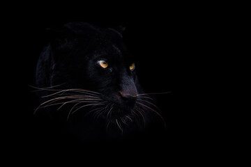 Leinwandbilder - A black panther with a black background
