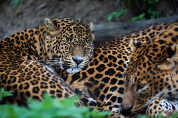 Wall Mural - two leopards sleeping in the forest