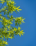 Fototapeta Dziecięca - Bright green pointed leaves on willow oak branch against blue spring sky. Close-up. Landscape park 