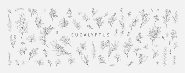 Wall Mural - floral branches of different types of eucalyptus, silver dollar, baby blue, blue gum, seeded. hand d