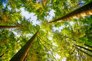 Wall Mural - green forest at sunrise
