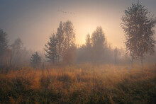 Beautiful Foggy Autumn Scenery. A Flock Of Swans Flying Over Autumn Dreamy Copse With Fall Trees And Dry Grass.