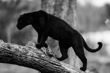 Leinwandbilder - A black jaguar sleeping on the tree