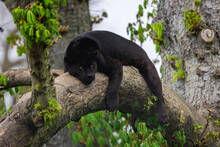 A Black Jaguar Sleeping On The Tree