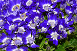 Fototapeta Kwiaty - blue flower isolated on white background