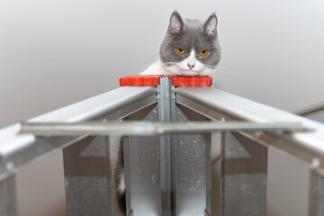 Wall Mural - a british shorthair cat lying on top of a ladder