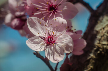 Wall Mural - Beautiful flowers on a tree branch. Spring Background. Blossom tree. Spring flowering.