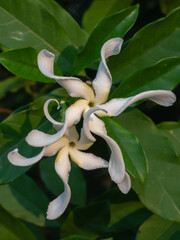 Wall Mural - Closeup view of tabernaemontana africana aka Samoan gardenia creamy white fragrant flowers  outdoors in tropical garden isolated on natural background