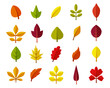 Autumn leaves. Color season forest collection. Vector fall nature season