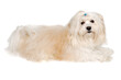 Leinwandbild Motiv Sad Coton De Tulear dog resting on a clean white background