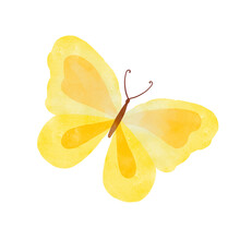 Watercolor Yellow Butterfly Isolated On White Background. Spring Butterfly Illustration.