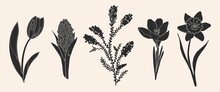 Vector Black And White Illustration. Set Of Spring Flowers. Hand Drawing, Cartoon. Narcissus, Hyacinth, Mimosa, Crocus, Tulip.