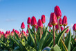 Różowe tulipany na polach, wiosenne kwiaty w tle piękne błękitne niebo.