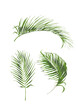 Liście palmy daktylowej, rośliny tropikalne izolowane na białym tle