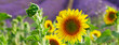 Sunflower and Lavender field
