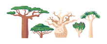 Tropical And Subtropical Rainforest Biome, African Vegetation Baobab Or Adansonia, Quiver Tree Or Aloidendron Dichotomum