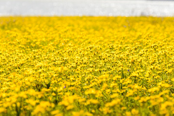 Wall Mural - field of yellow flowers