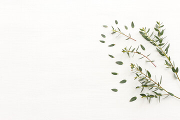 Wall Mural - Top view image of eucalyptus over wooden white background. Flat lay