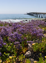 Flowers Along The Coast In Mussel Shoals California