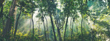 Fototapeta Fototapeta las, drzewa - Earth Day eco concept with tropical forest background, natural forestation preservation scene with canopy tree in the wild, concept on sustainability and environmental renewable