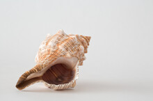 Close Up Of Conch Shell On White Background