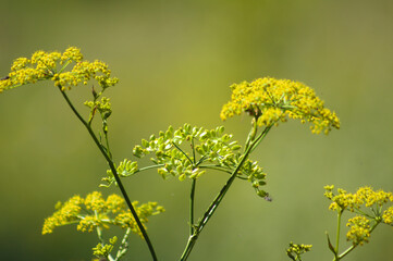 Closeup of parsnip with green blurred background