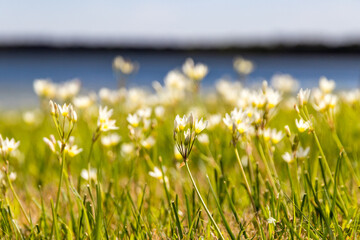 Wall Mural - grass and flowers by a lake